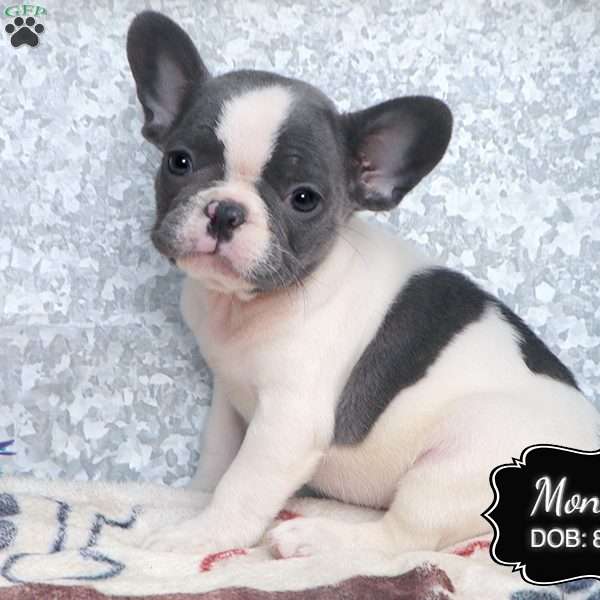 Monica, French Bulldog Puppy