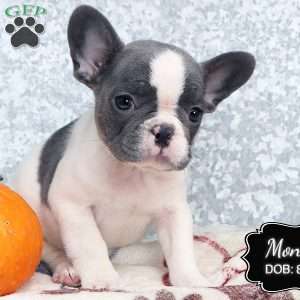 Monica, French Bulldog Puppy