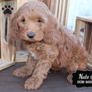 Nate, Cockapoo Puppy