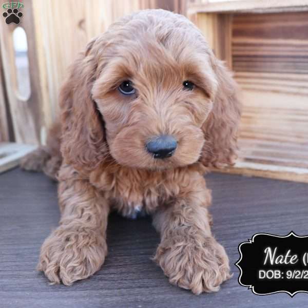 Nate, Cockapoo Puppy