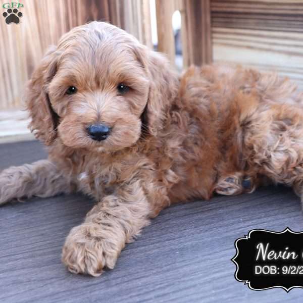 Nevin, Cockapoo Puppy