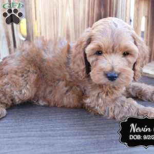 Nevin, Cockapoo Puppy