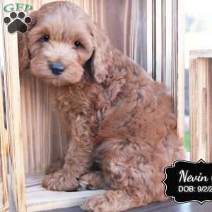 Nevin, Cockapoo Puppy