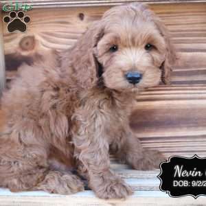 Nevin, Cockapoo Puppy