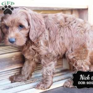 Nick, Cockapoo Puppy