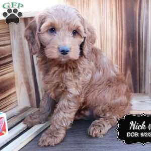 Nick, Cockapoo Puppy