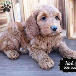 Nick, Cockapoo Puppy