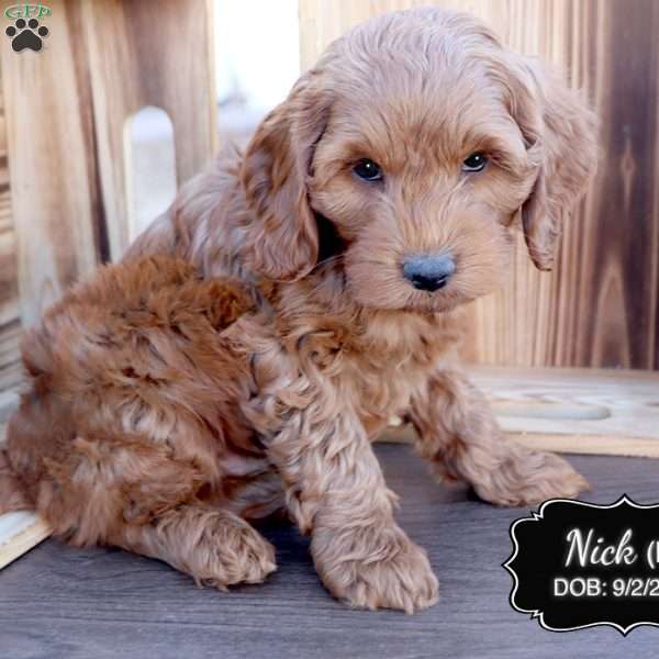 Nick, Cockapoo Puppy