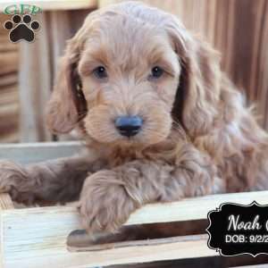 Noah, Cockapoo Puppy