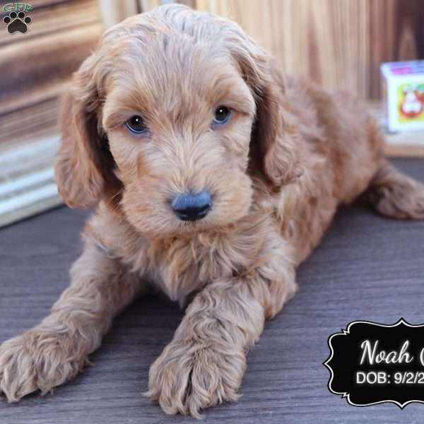 Noah, Cockapoo Puppy