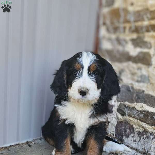 Nora, Bernedoodle Puppy