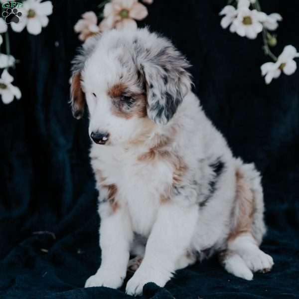 Pearl, Mini Bernedoodle Puppy