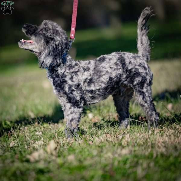 Pepper, Cavapoo Puppy