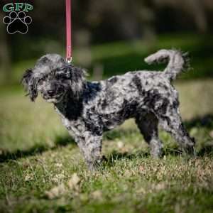 Pepper, Cavapoo Puppy