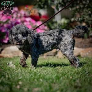 Percy, Cavapoo Puppy