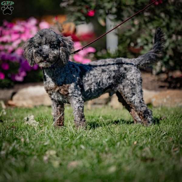 Percy, Cavapoo Puppy