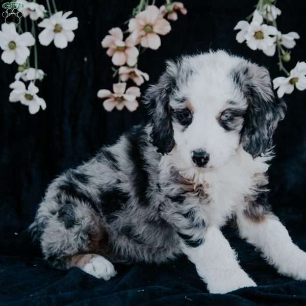 Phillip, Mini Bernedoodle Puppy