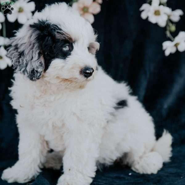 Phoebe, Mini Bernedoodle Puppy