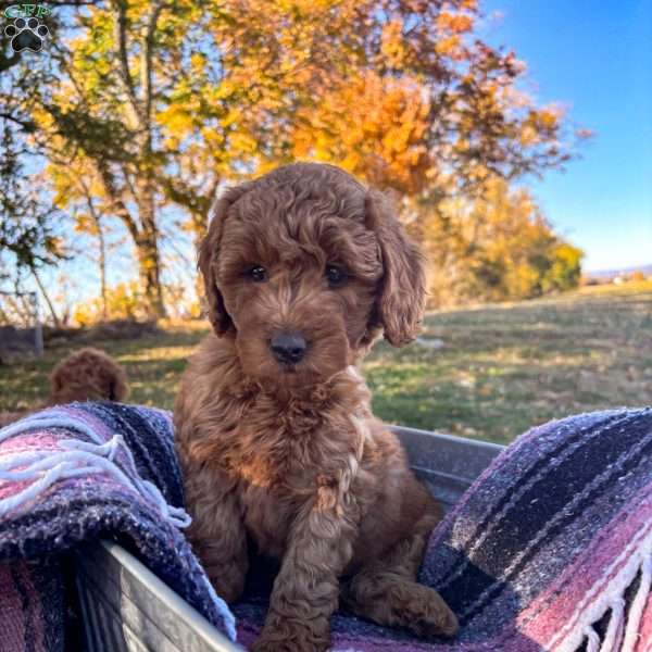 Anna, Goldendoodle Puppy