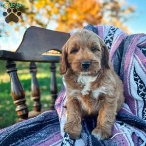 Sid, Goldendoodle Puppy