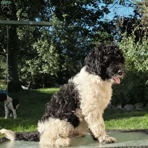 River, Portuguese Water Dog Puppy