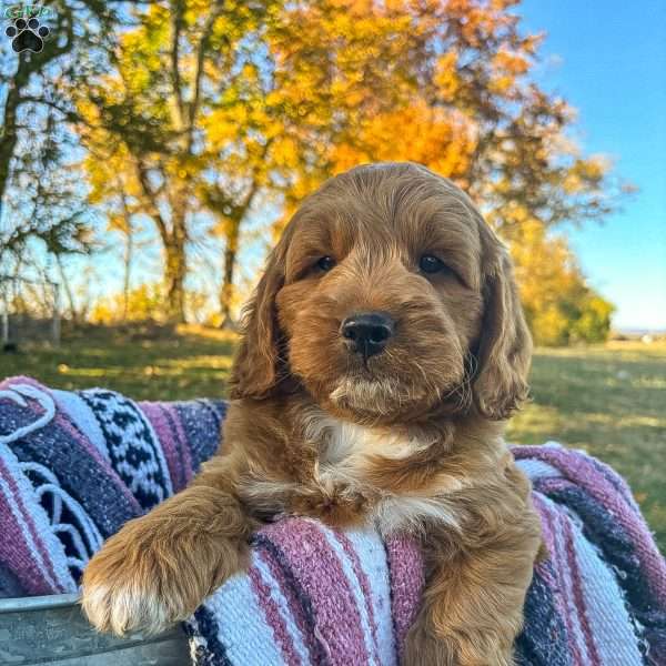 Sid, Goldendoodle Puppy