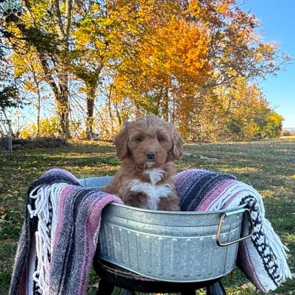 Peaches, Goldendoodle Puppy