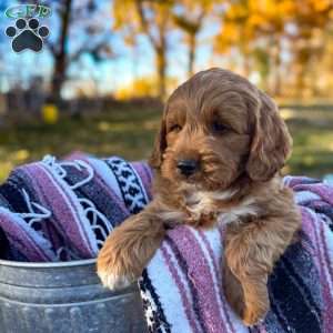 Sid, Goldendoodle Puppy