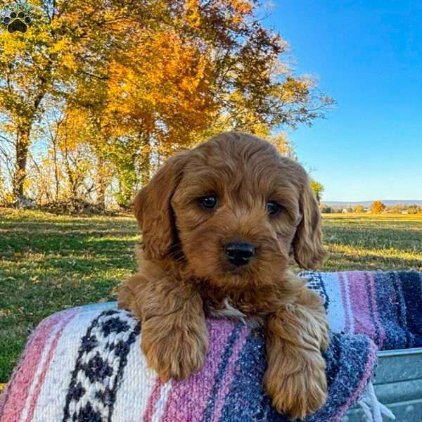 Elsa, Goldendoodle Puppy