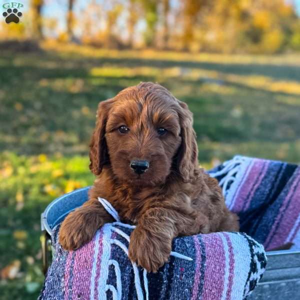 Belle, Goldendoodle Puppy