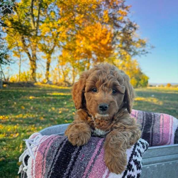 Eddie, Goldendoodle Puppy