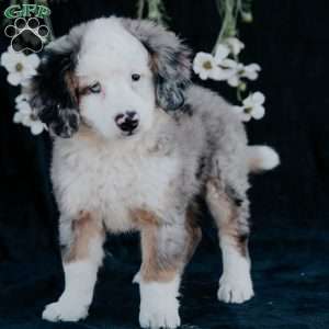 Pilot, Mini Bernedoodle Puppy