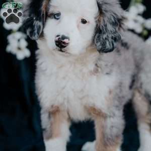 Pilot, Mini Bernedoodle Puppy