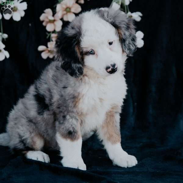 Pilot, Mini Bernedoodle Puppy