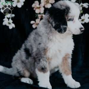 Pilot, Mini Bernedoodle Puppy