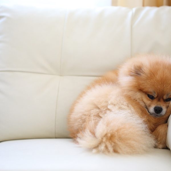 pomeranian curled up in the corner of a couch