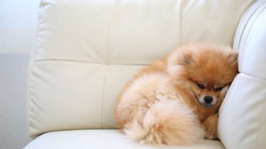 What to Know About Hypoglycemia in Small Dogs