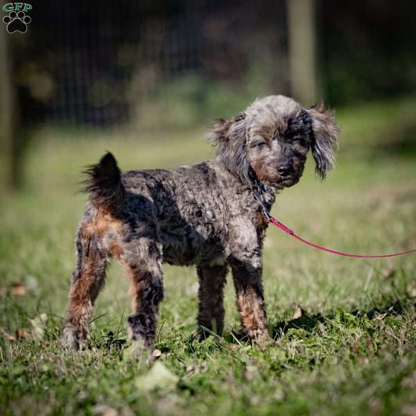 Princess, Cavapoo Puppy