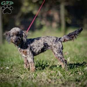 Princess, Cavapoo Puppy