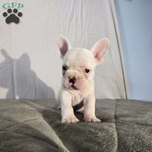 Neil, French Bulldog Puppy