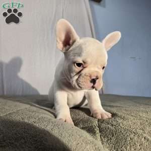 Neil, French Bulldog Puppy