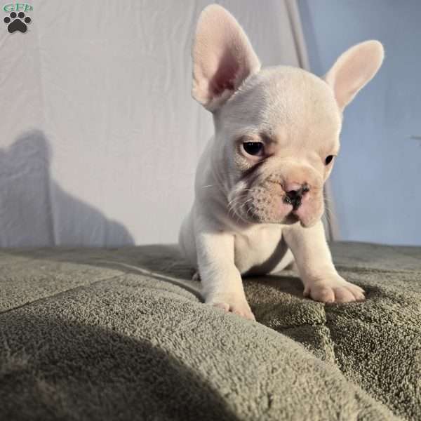 Neil, French Bulldog Puppy