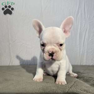 Neil, French Bulldog Puppy