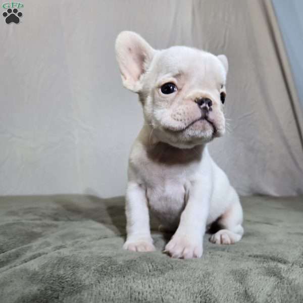 Neriah, French Bulldog Puppy