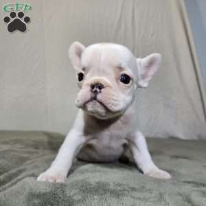 Neriah, French Bulldog Puppy