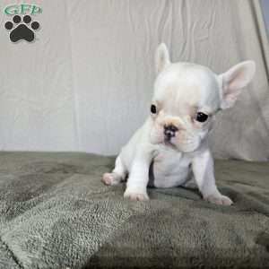 Neriah, French Bulldog Puppy