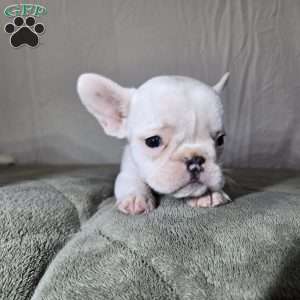 Neriah, French Bulldog Puppy