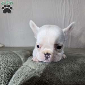 Neriah, French Bulldog Puppy