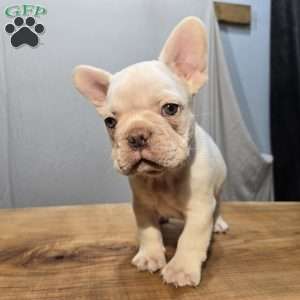 Noble, French Bulldog Puppy