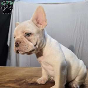 Noble, French Bulldog Puppy